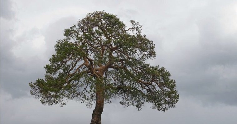 360-летняя сосна в селе Зура претендует на звание дерева года
