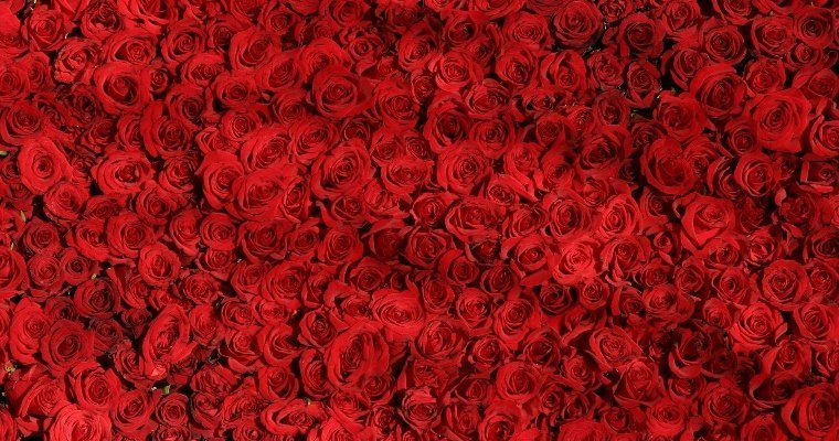 Более 100 000 срезов роз вывезли из Ижевска в другие регионы России