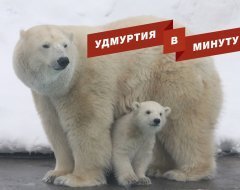 Удмуртия в минуту: ужесточение проверок бизнеса и имя для медвежонка