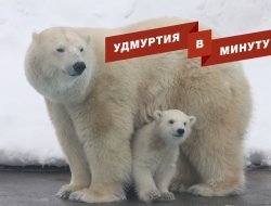Удмуртия в минуту: ужесточение проверок бизнеса и имя для медвежонка