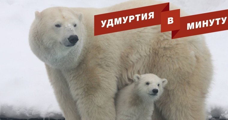Удмуртия в минуту: ужесточение проверок бизнеса и имя для медвежонка