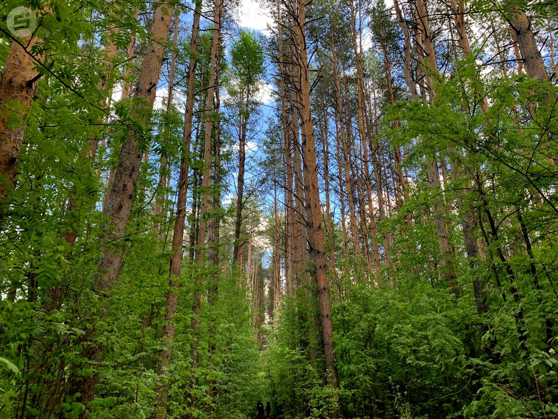 Удмуртия оказалась в списке регионов с эффективным ведением лесного хозяйства