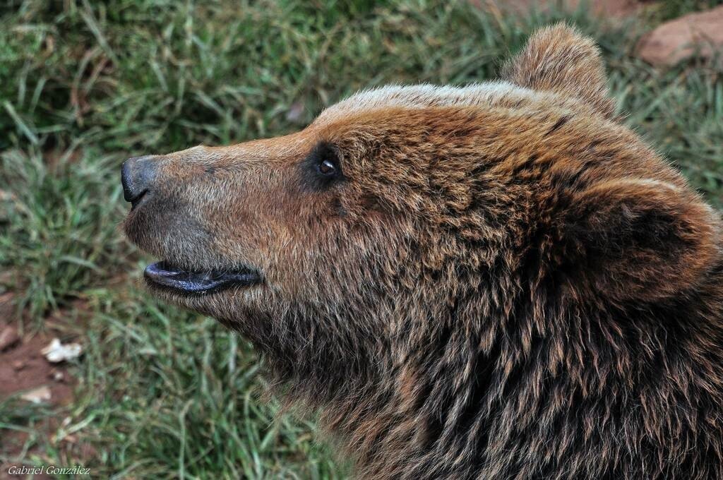 Медведь похитил 60 свежеиспеченных кексов в США
