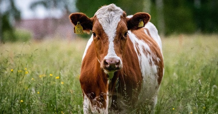 За 2021 год в Удмуртию ввезли более тысячи голов крупного рогатого скота из Европы