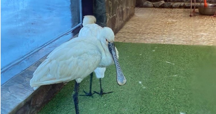 В ижевском зоопарке появилась экзотическая птица колпица