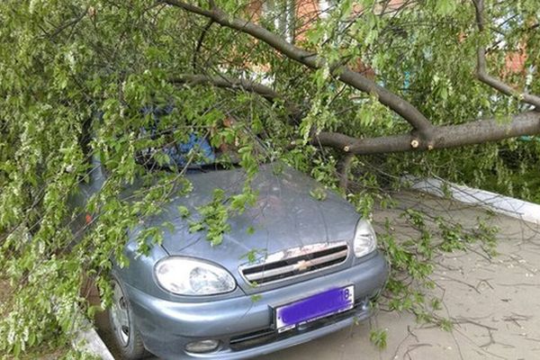 Дерево упало на автомобиль в Ижевске