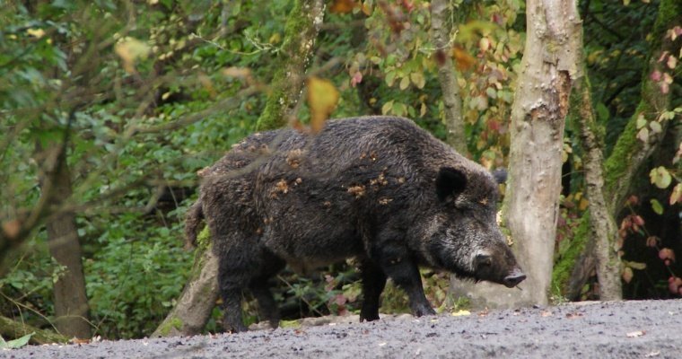 Итоги дня: начало охоты на дичь и близость чумы свиней к Удмуртии