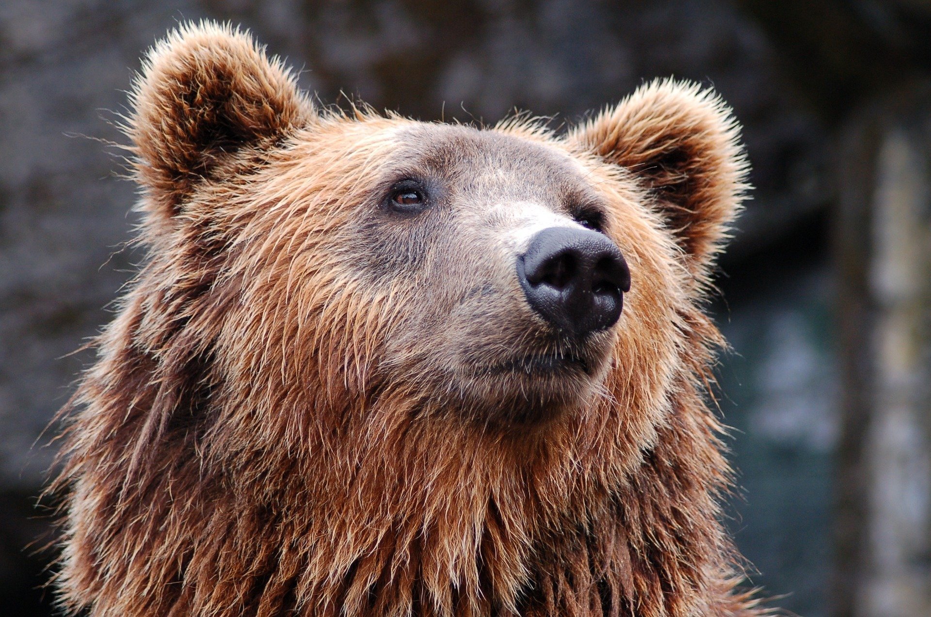 

Отмена празднования Дня ВМФ в Можге, «два топора» сборной на Олимпиаде и случайное спасение мужчины от медведя на Аляске

