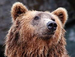 Отмена празднования Дня ВМФ в Можге, «два топора» сборной на Олимпиаде и случайное спасение мужчины от медведя на Аляске