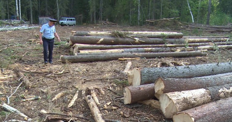 В Удмуртии на 91% сократились объемы незаконно добытой древесины