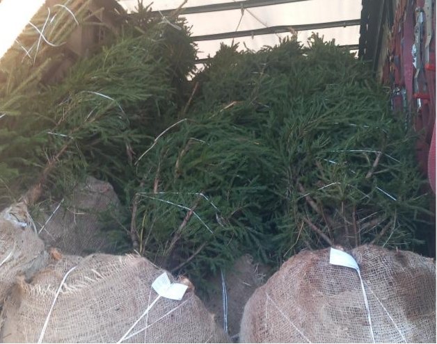 Предприниматели Удмуртии увеличили экспорт саженцев в Казахстан