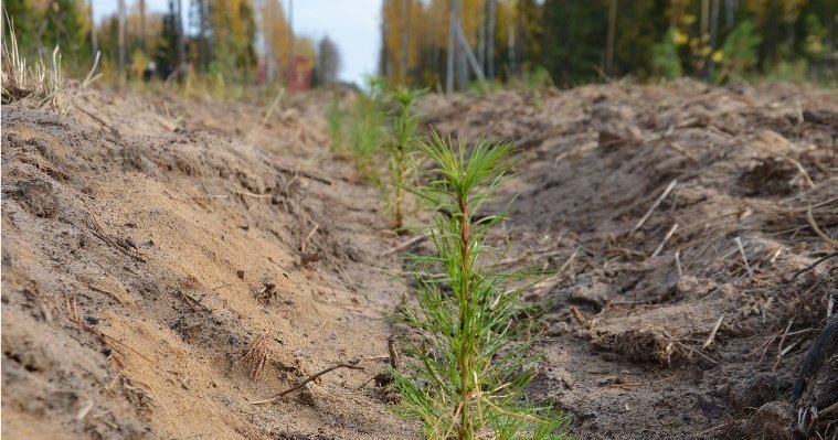 В Удмуртии за сезон было высажено более 7 млн сеянцев деревьев
