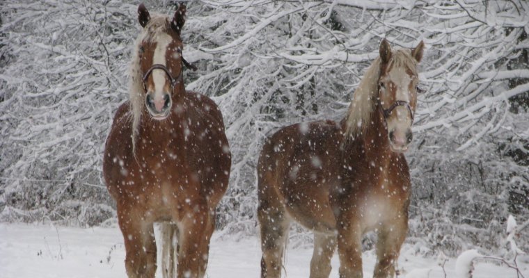 Двое цыган украли 8 лошадей с ферм в Алнашском и Можгинском районах Удмуртии