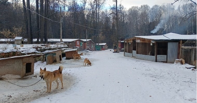 Глава Удмуртии посетил приют «Кот и пёс» в Ижевске