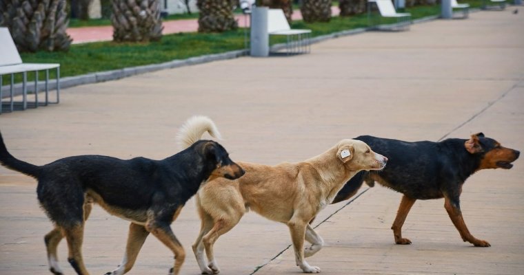 Ветеринары Удмуртии рассказали, как защититься от бродячих собак