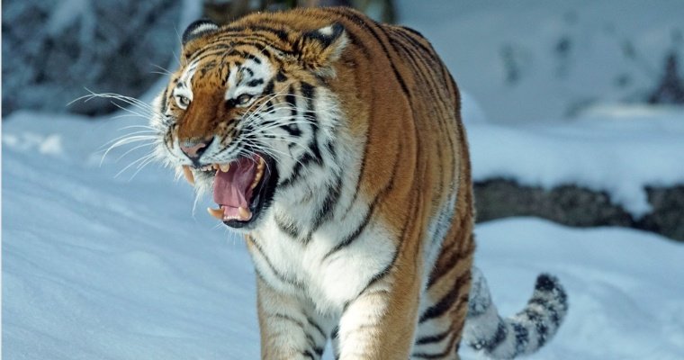 Сторож пасеки в Приморье пострадал от нападения тигра