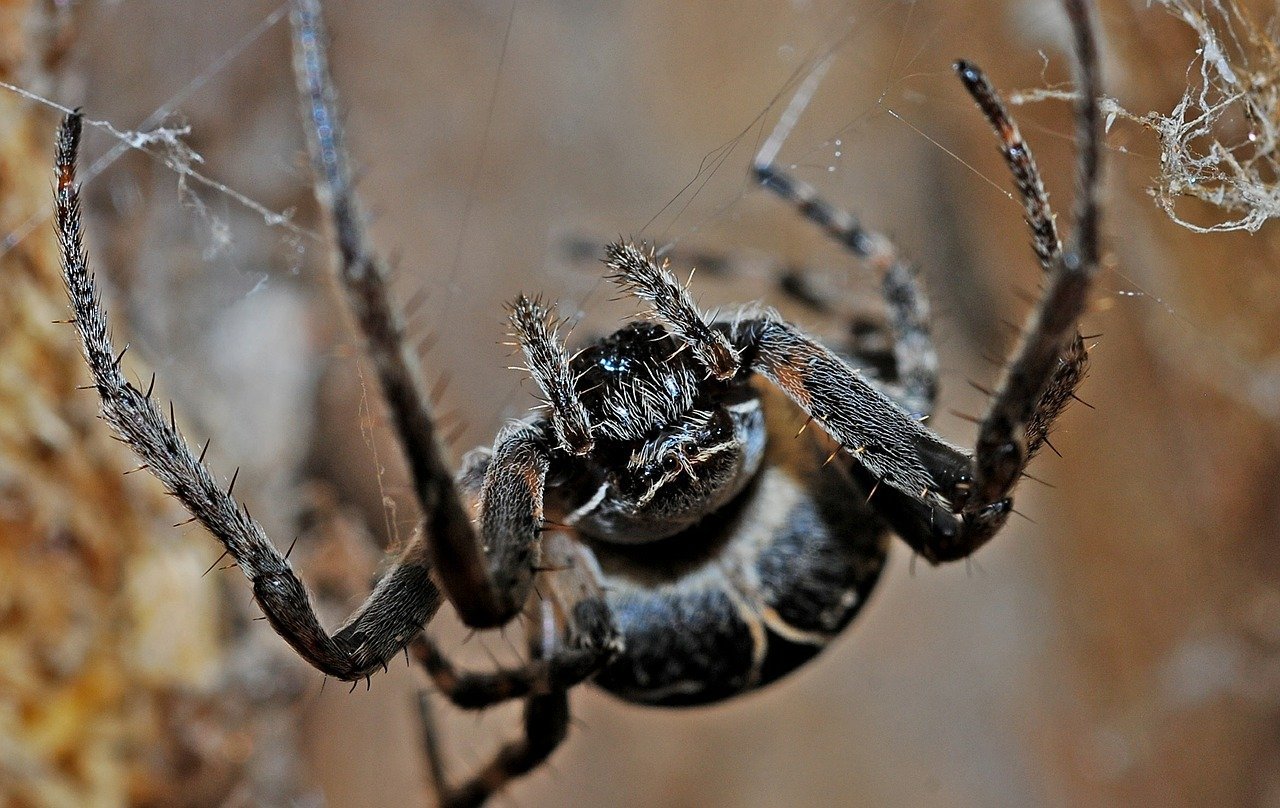 

Ростовскую область начали оккупировать ядовитые пауки 


