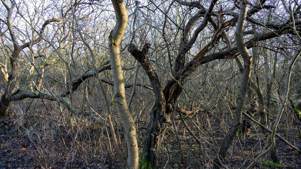 Эксперт прокомментировал формовочную обрезку яблонь на улице Союзной в Ижевске