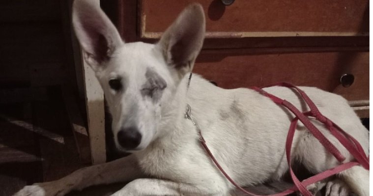 Собака, лишившаяся глаза в Ижевске, могла пострадать не от девочек-подростков