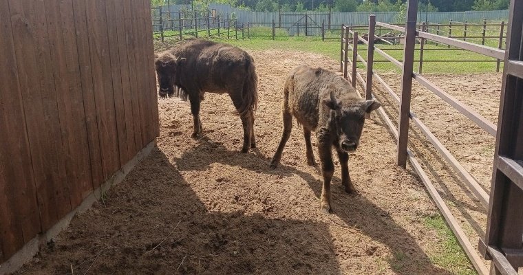 Новый вольер с зубрами открыли в зоопарке Ижевска