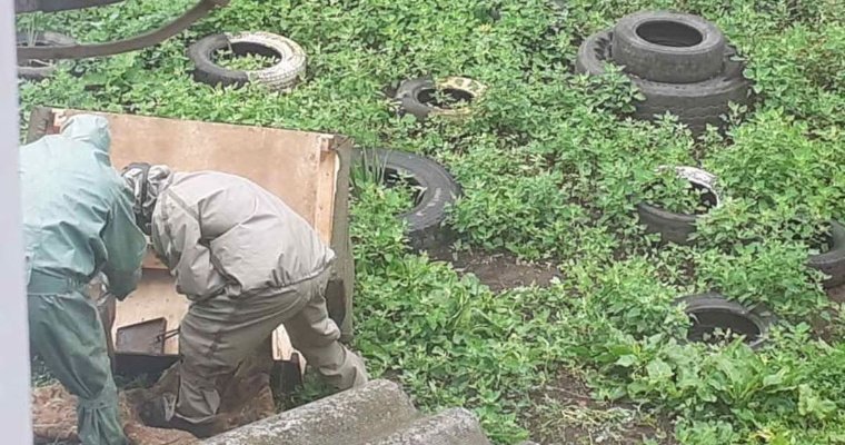 Спасатели в Сарапуле помогли жителям ликвидировать осиное гнездо
