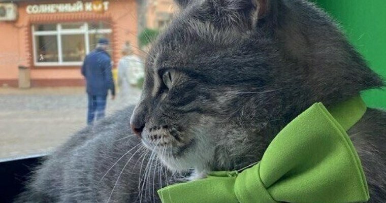 Изгнанного из магазина кота номинировали на премию в Калининградской области