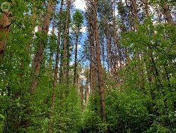 В лесу за бывшим ТРК «Столица» в Ижевске планируют установить систему видеонаблюдения