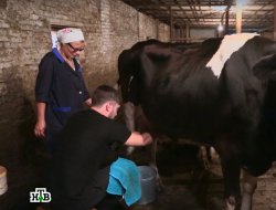 Ведущий канала НТВ копал картошку и доил корову в Удмуртии
