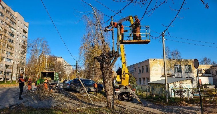 До конца года дендрологи обработают в Ижевске порядка 1 500 деревьев