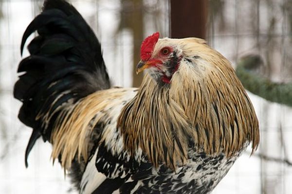 Знаки Удмуртии: приметы дождливого лета и ранние петухи