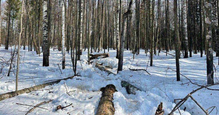 Предприниматель Удмуртии проведёт 1,5 года в колонии за то, что на его сотрудника упало дерево 