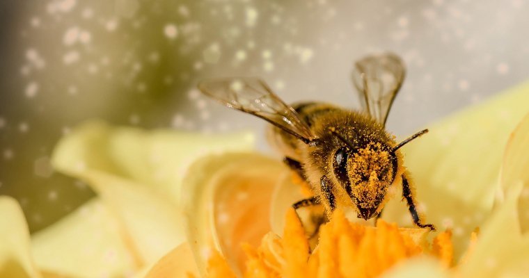 Закон о поддержке пчеловодства приняли в Удмуртии 