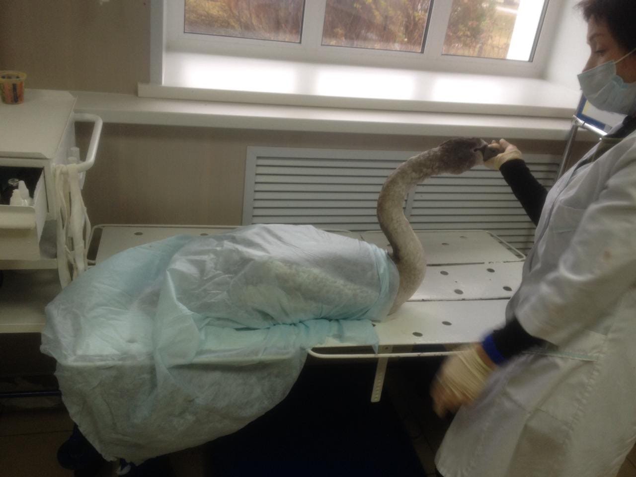 

Раненого лебедя с замерзающего пруда в Удмуртии передадут в зоопарк

