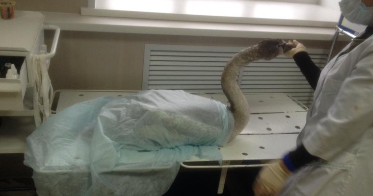 Раненого лебедя с замерзающего пруда в Удмуртии передадут в зоопарк