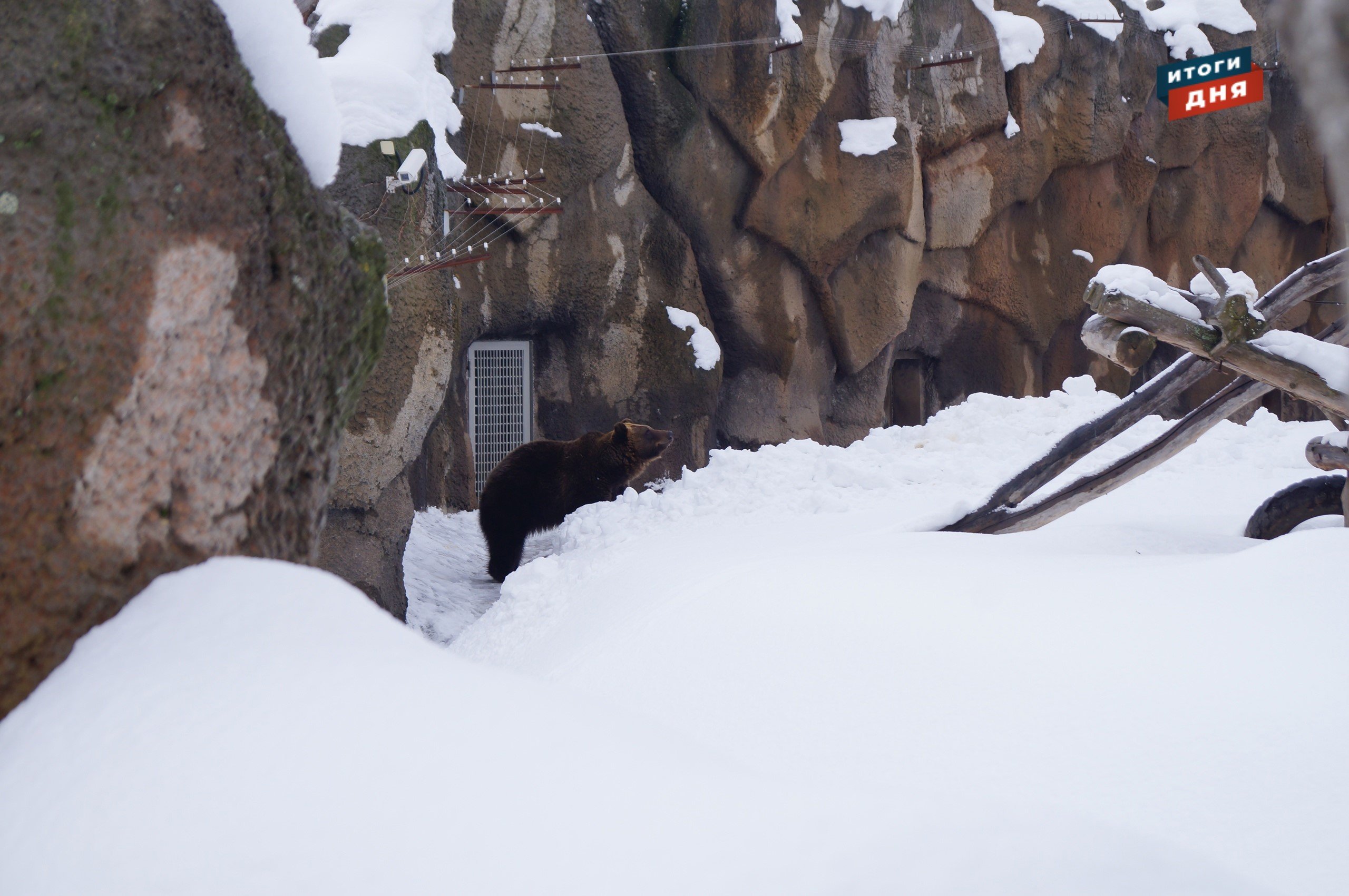 

Итоги дня: весеннее пробуждение медведя в зоопарке Ижевска и новые ковидные послабления 

