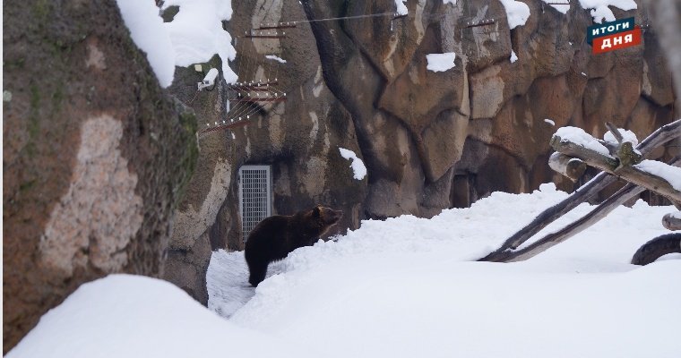 Итоги дня: весеннее пробуждение медведя в зоопарке Ижевска и новые ковидные послабления 