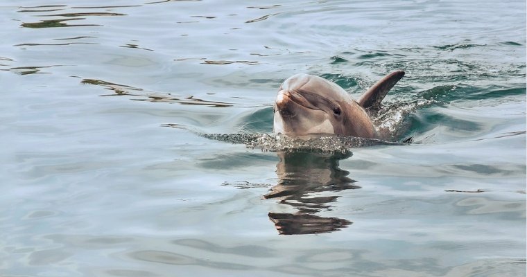 Роспотребнадзор: в Черном море стали чаще находить мертвых дельфинов 