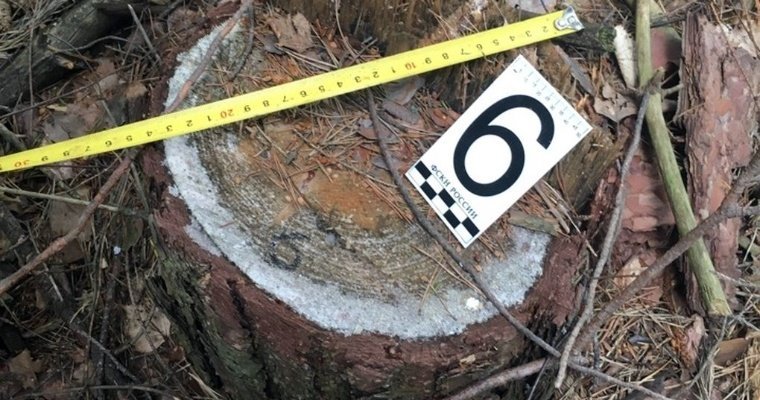 «Чёрных лесорубов» осудили в Удмуртии за уничтожение деревьев на 8 млн рублей