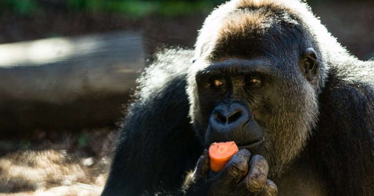 Гориллы из американского зоопарка придумали новое «слово» 
