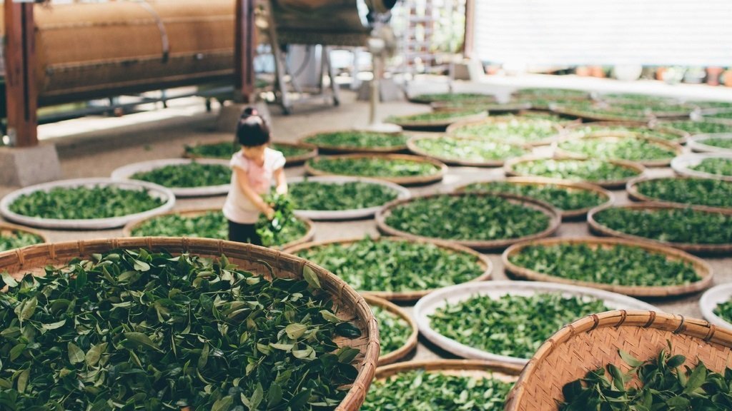 Китайский чай стал объектом всемирного культурного наследия по версии ЮНЕСКО