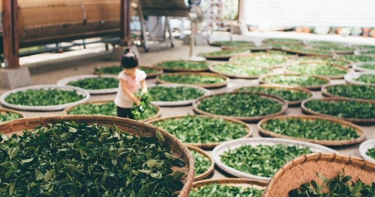 Китайский чай стал объектом всемирного культурного наследия по версии ЮНЕСКО