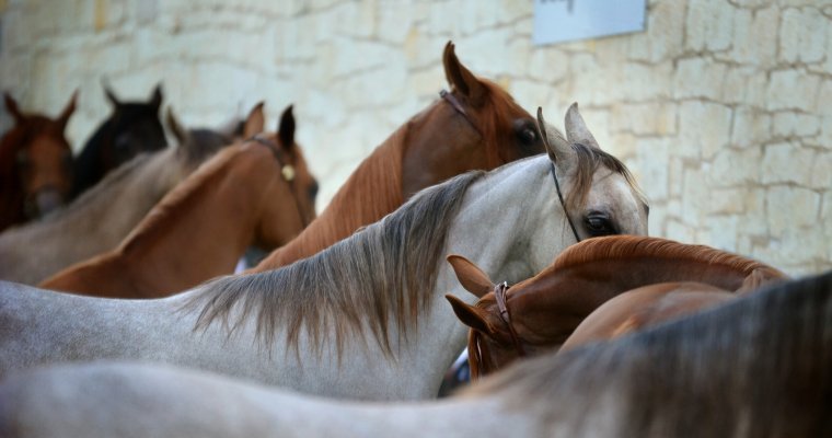 Министр сельского хозяйства Удмуртии прокомментировала ситуацию с продажей лошадей на ипподроме