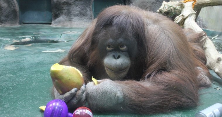 Любимице ижевского зоопарка орангутану Лоле исполнилось 26 лет