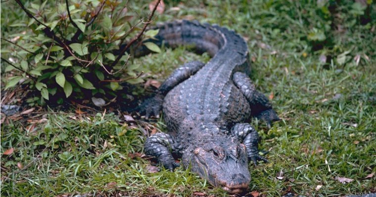 На юге Китая более 70 крокодилов сбежали из питомника