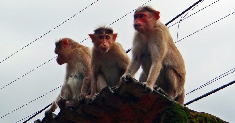 К саммиту G-20 с улиц Нью-Дели прогонят обезьян 