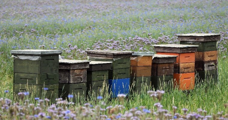 В Удмуртии оценят ущерб от массовой гибели пчел