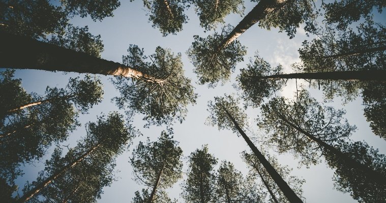 В лесах Ижевска проведут лесопатологические обследования и утилизируют карантинные деревья