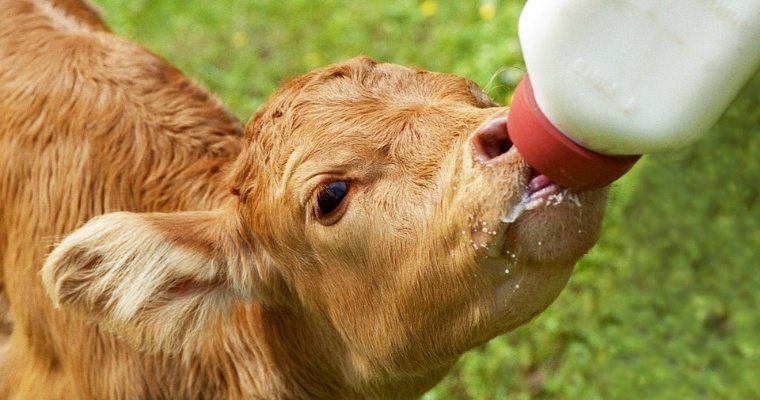 Животноводы Удмуртии наращивают надои молока после июльской жары