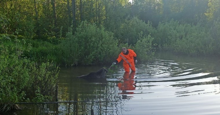 Спасатели помогли застрявшему в пруду у села Старомихайловское лосёнку