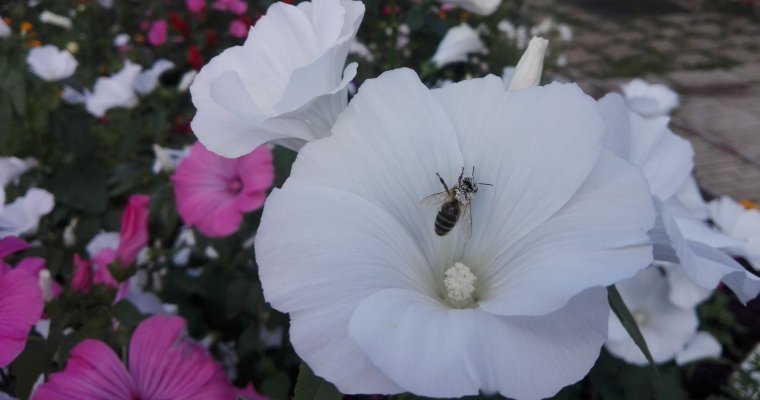 В Удмуртии наказали компанию, по вине которой летом погибли пчелы